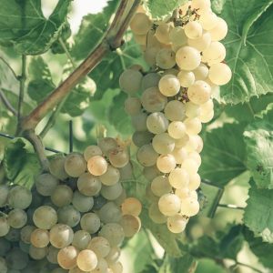 Nho mẫu đơn Shine Muscat Hàn Quốc